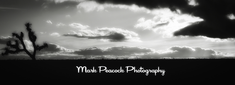 Mark Peacock profile image