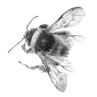 Louisa Crispin logo
