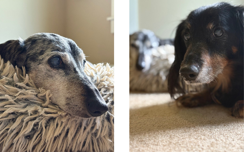 Two dachshunds