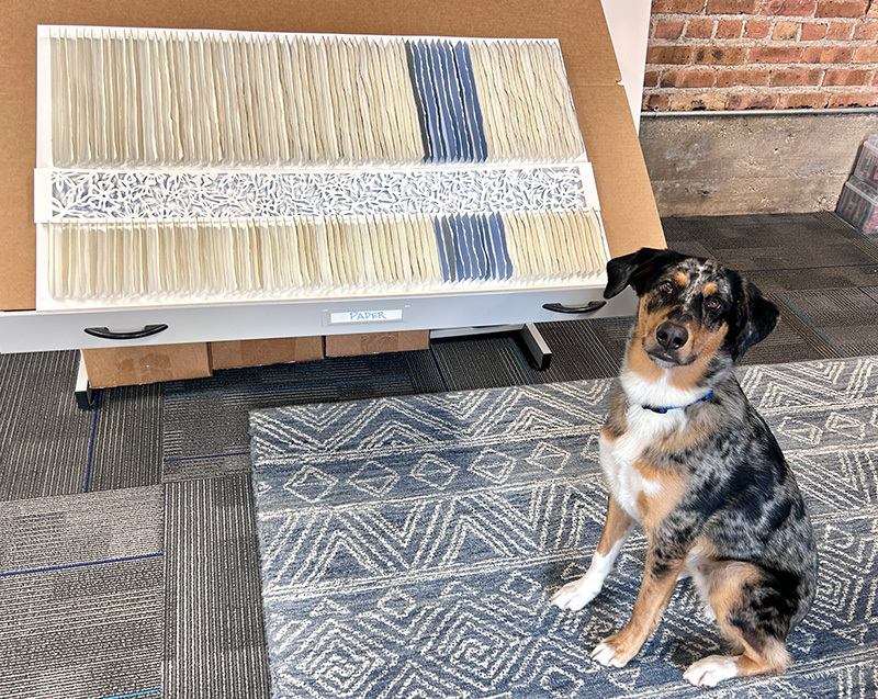 A dog sitting in an art studio